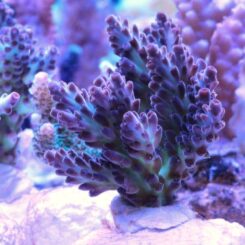 Acropora_05 (pearlberry)