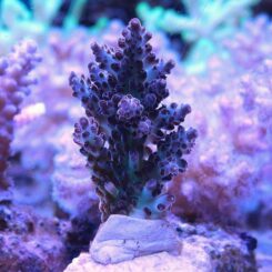 Acropora_06 (pearlberry)